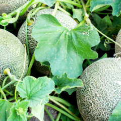 Cantaloupe