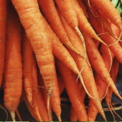 Carrots