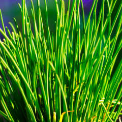 Chives