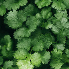 Cilantro