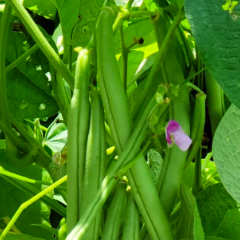 Green Beans