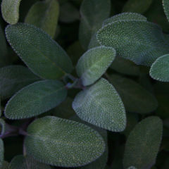 Sage