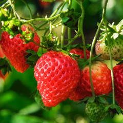 Strawberries