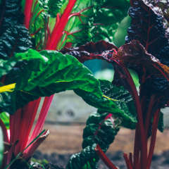 Swiss Chard