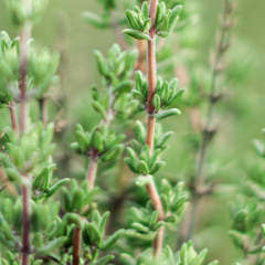 Thyme